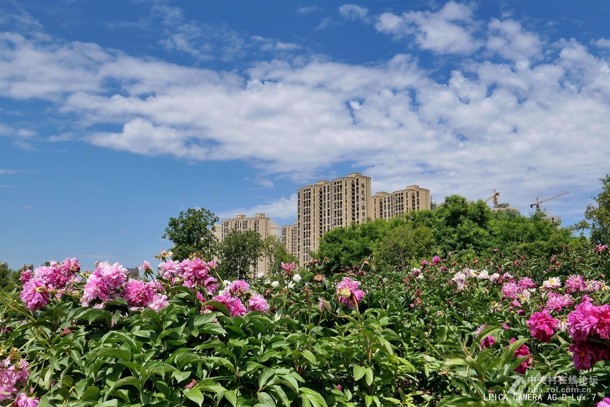 西安植物园的初夏