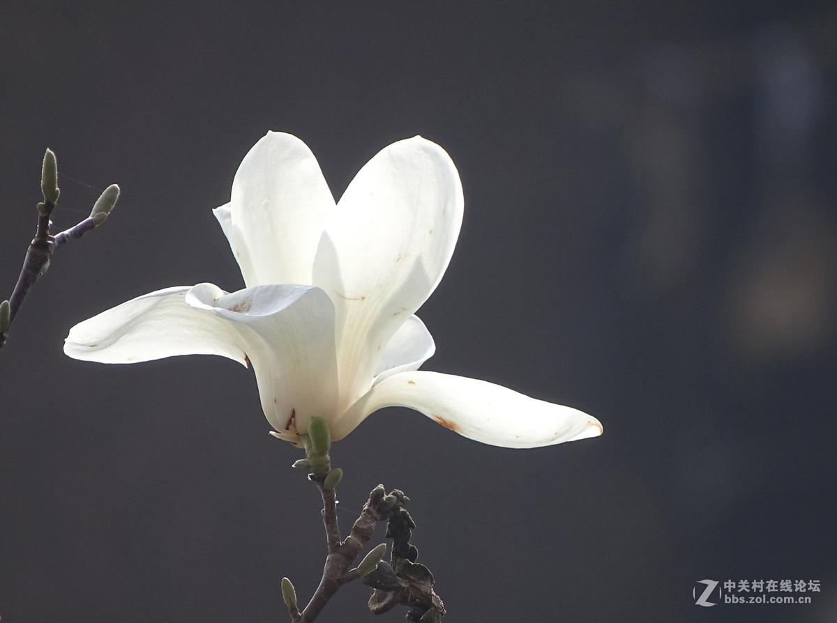 春天里的花花