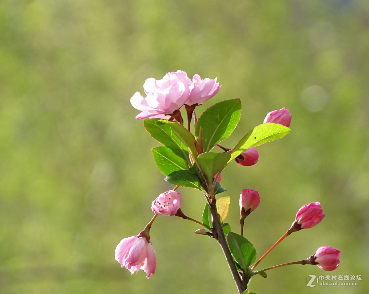 春天里的花花