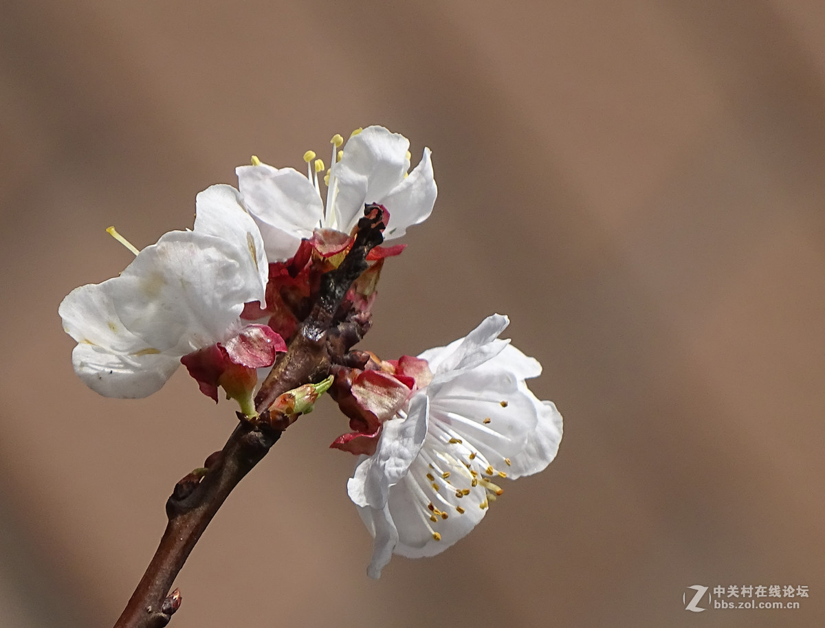 春天里的花花