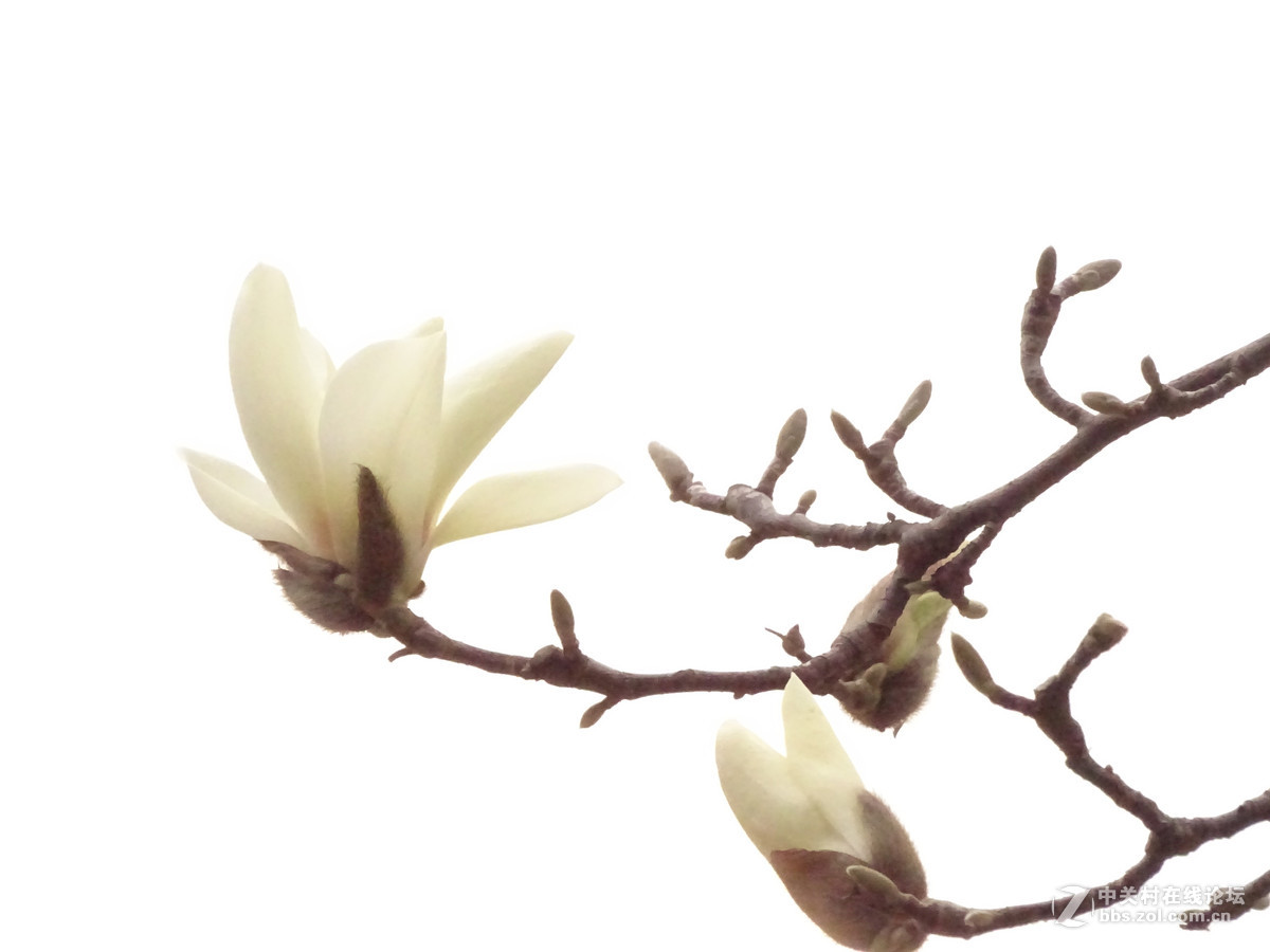 春天里的花花