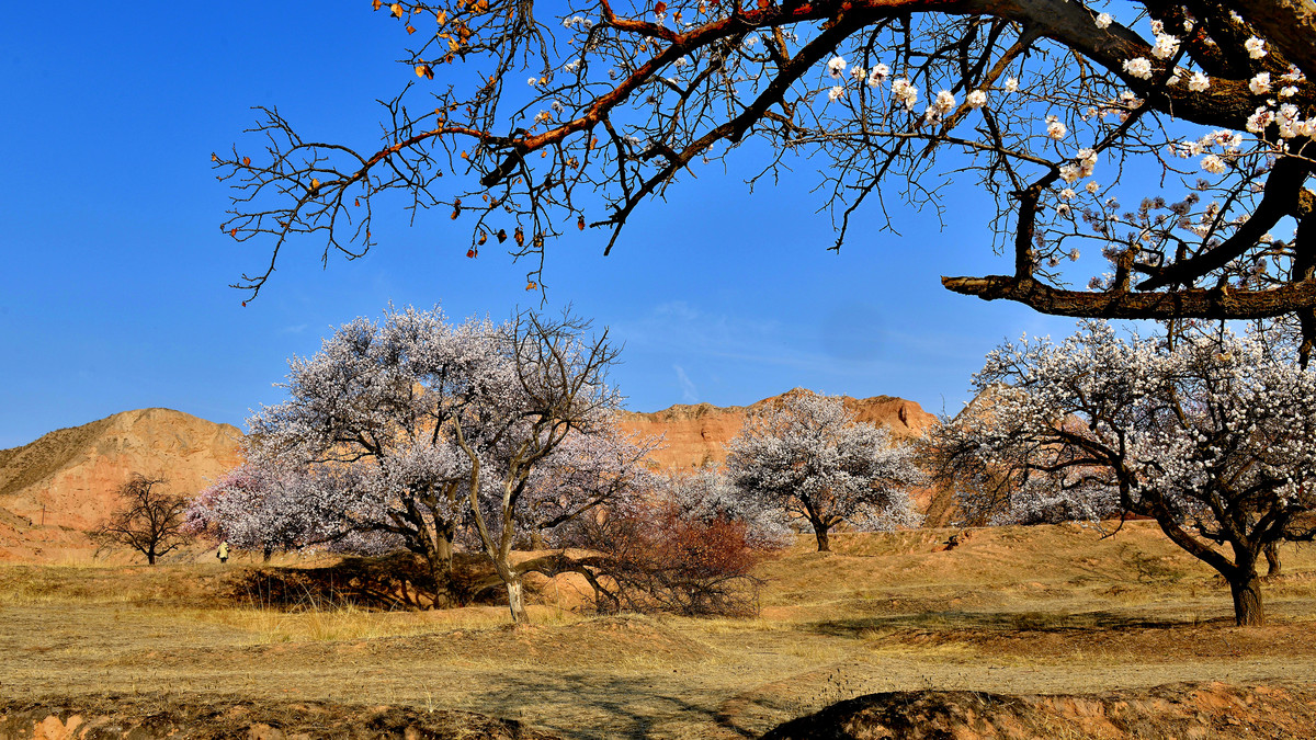 一组兰州杏花村