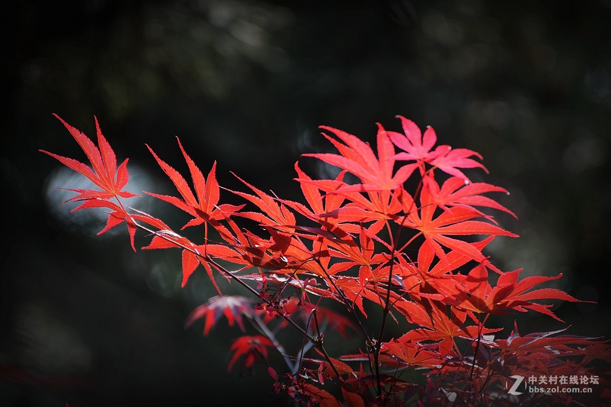 花影随拍—祝7200星空(中国)红火！