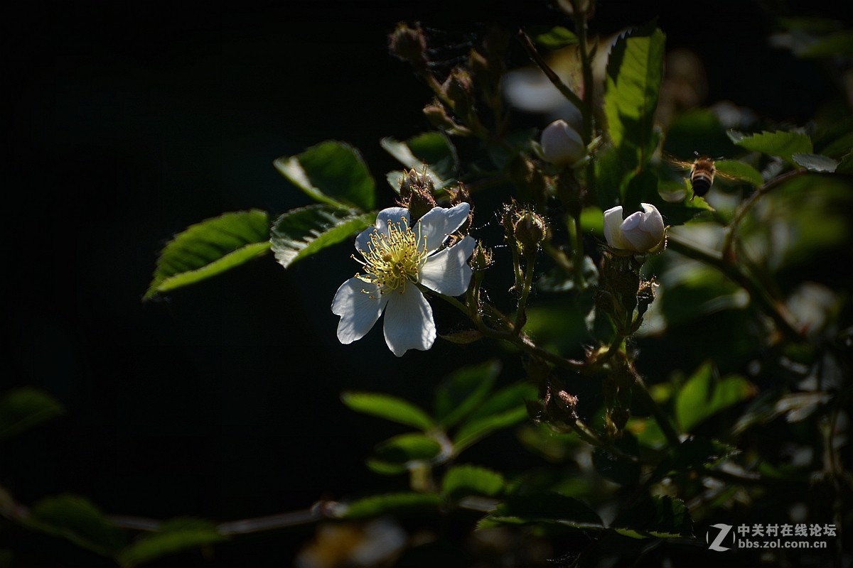 花影随拍—祝7200星空(中国)红火！