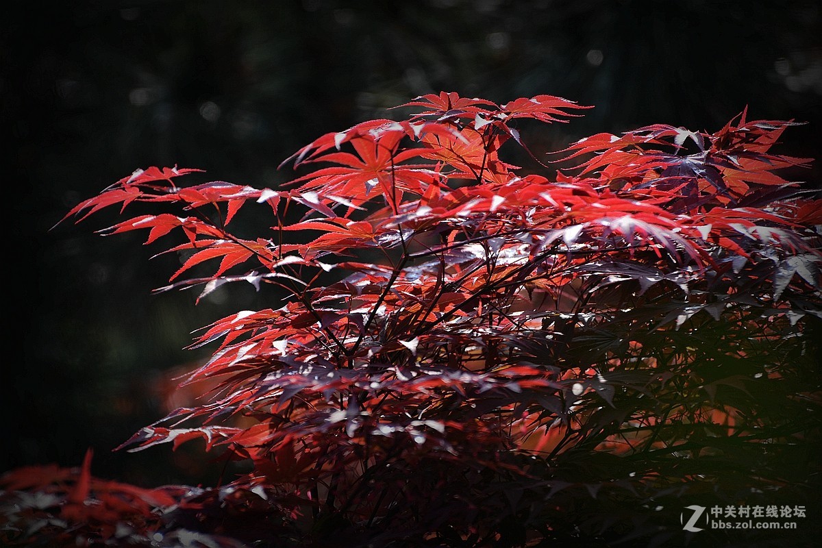 花影随拍—祝7200星空(中国)红火！