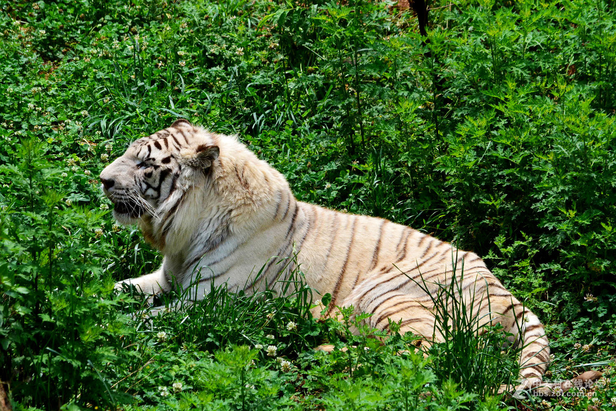 【云南野生动物园一虎】-中关村在线摄影论坛