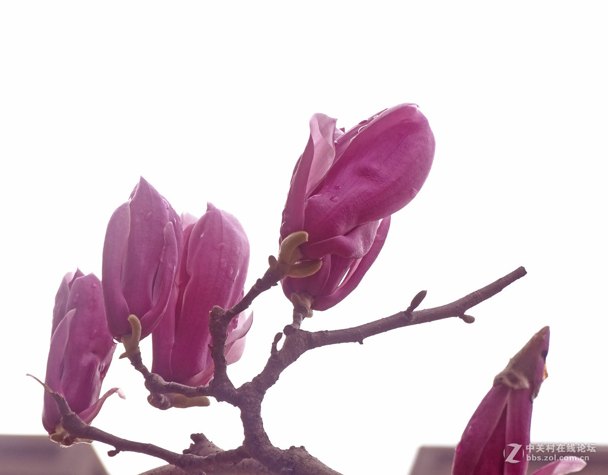 春天里的花花