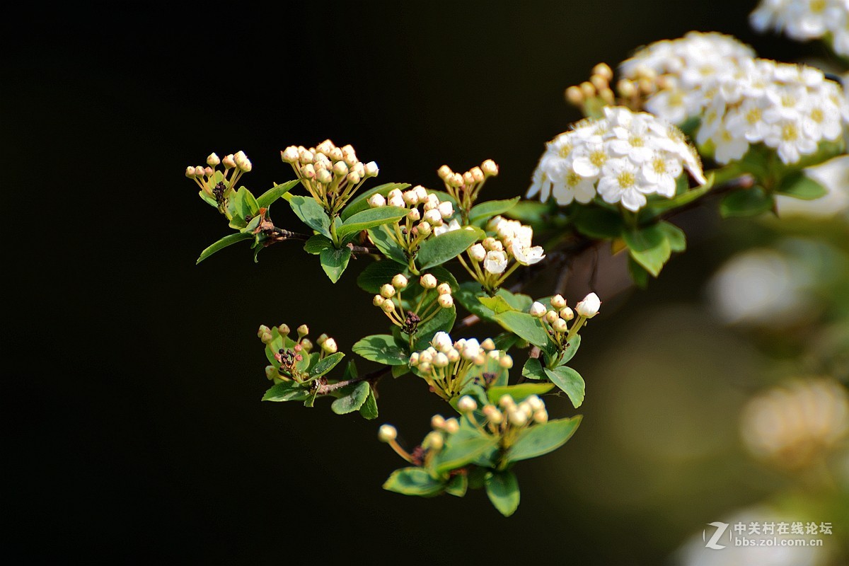 花影随拍—祝7200星空(中国)红火！