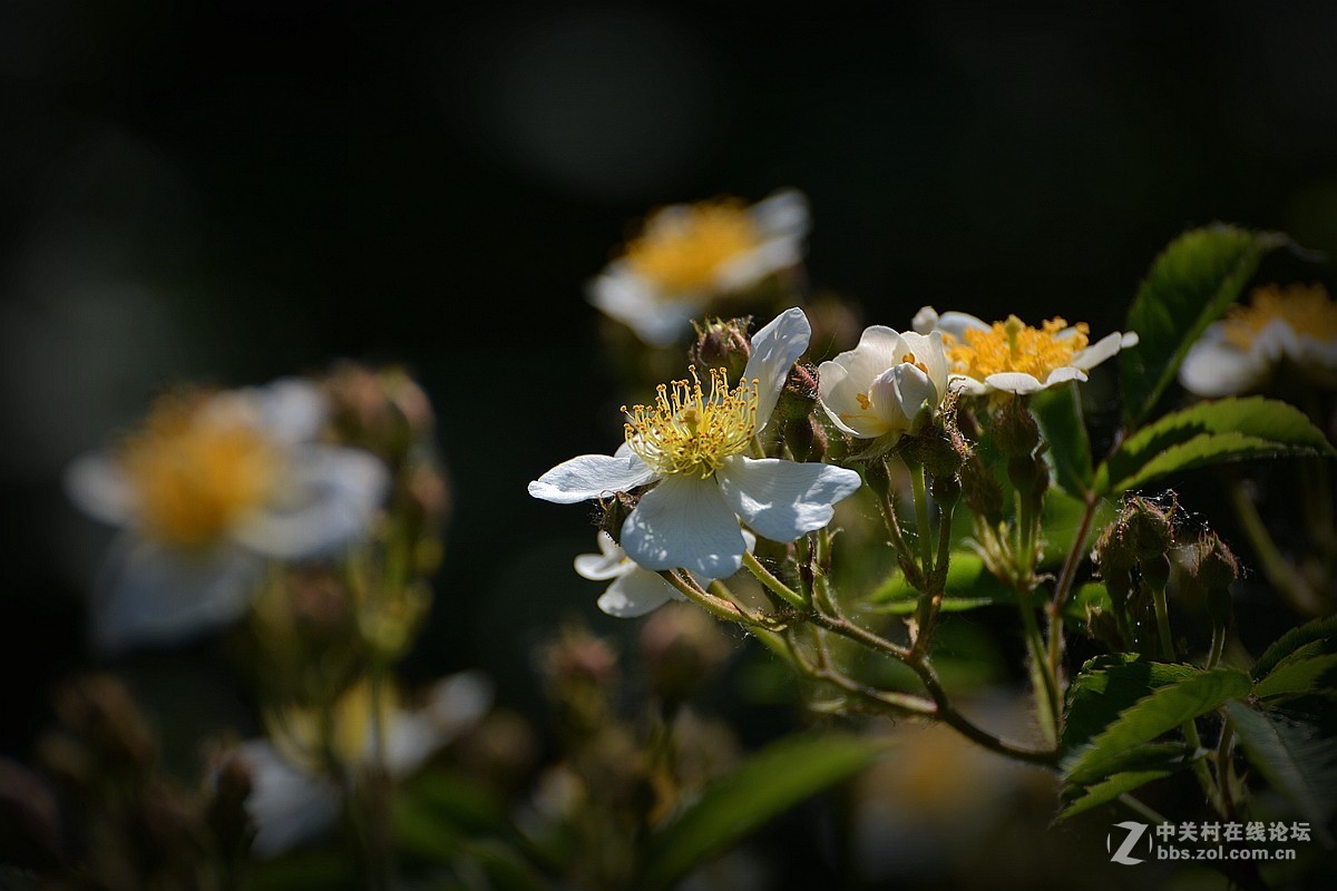 花影随拍—祝7200星空(中国)红火！