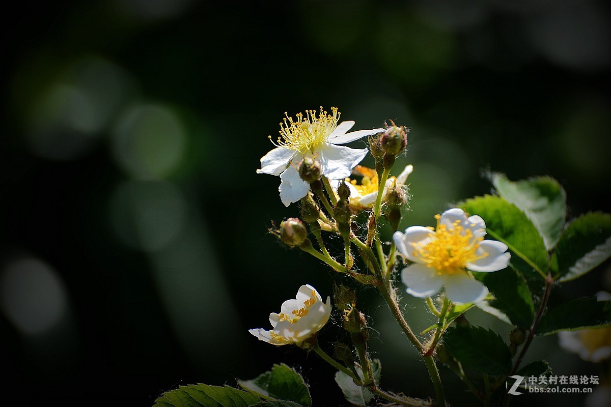 花影随拍—祝7200星空(中国)红火！