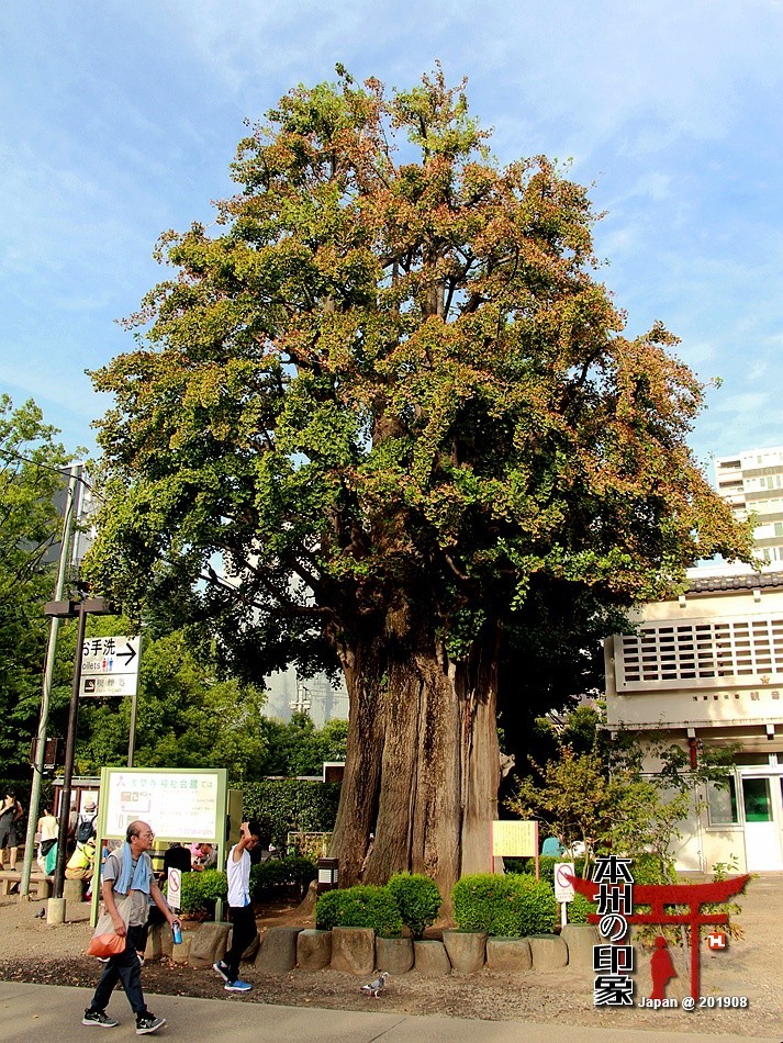 本州印象18——东京浅草寺【下】
