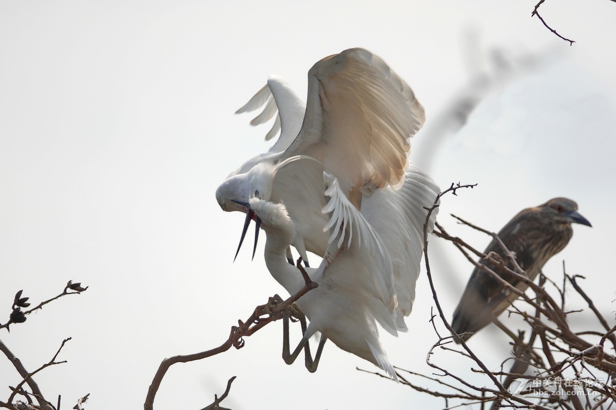 大白鹭成功给小白鹭喂食