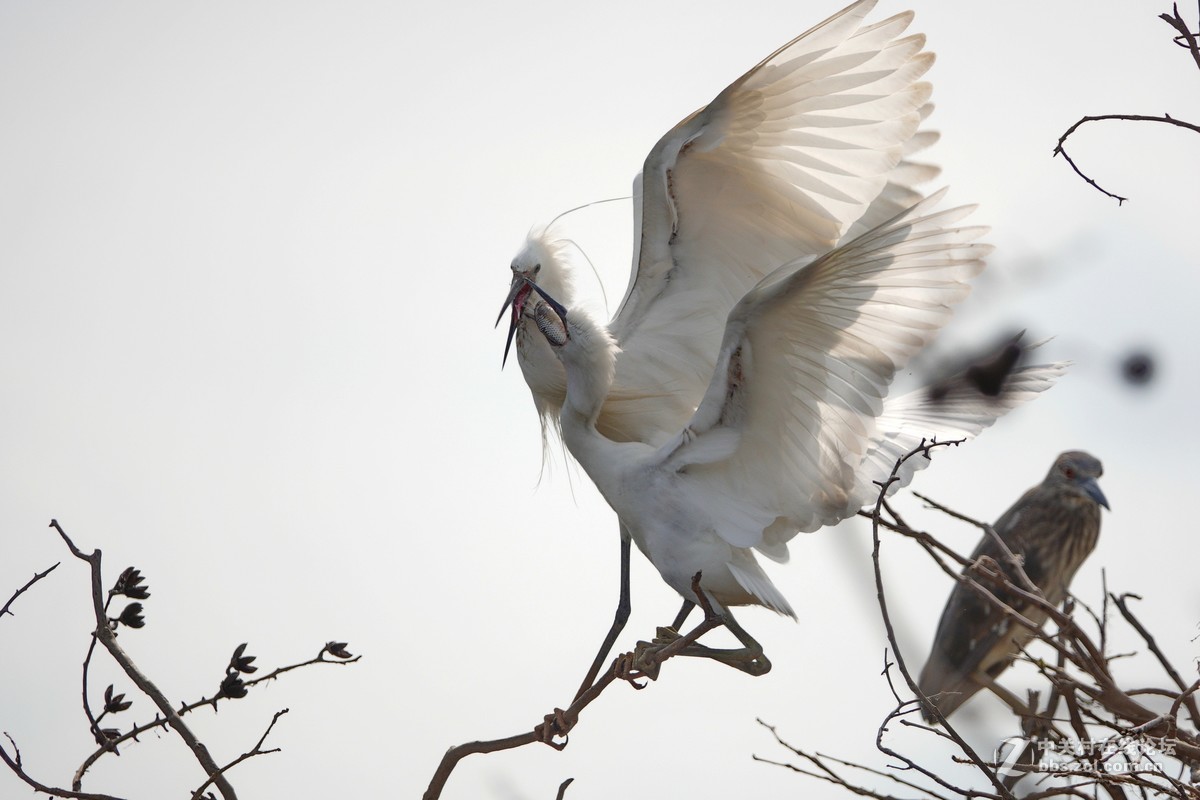 大白鹭成功给小白鹭喂食