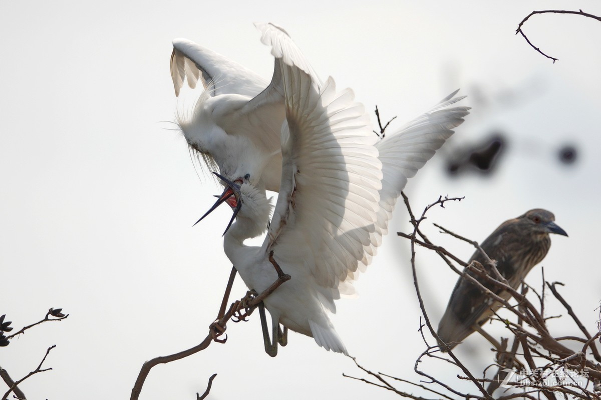 大白鹭成功给小白鹭喂食
