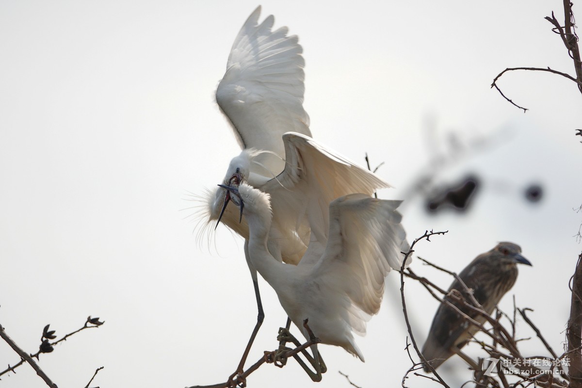 大白鹭成功给小白鹭喂食