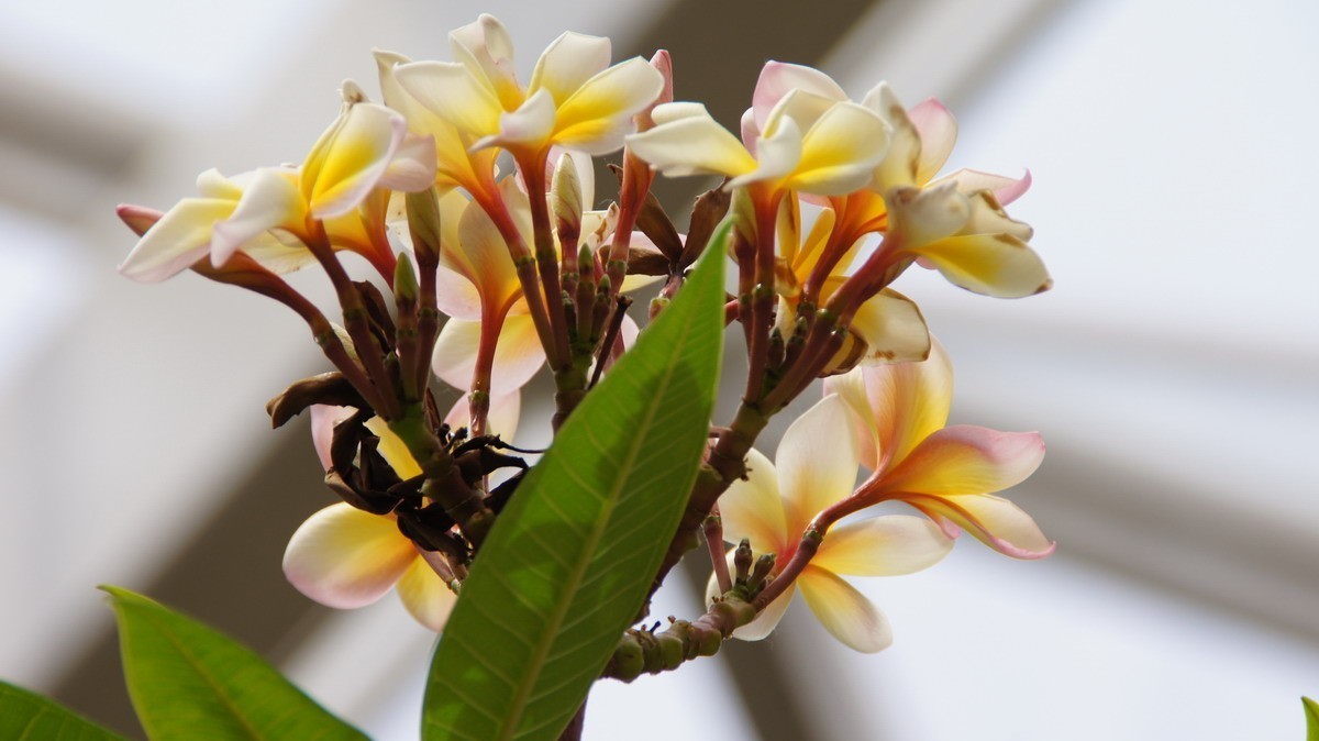 鸡蛋、芦荟、无忧、曼陀罗、龙吐珠、水鬼蕉、金苞、叶子。