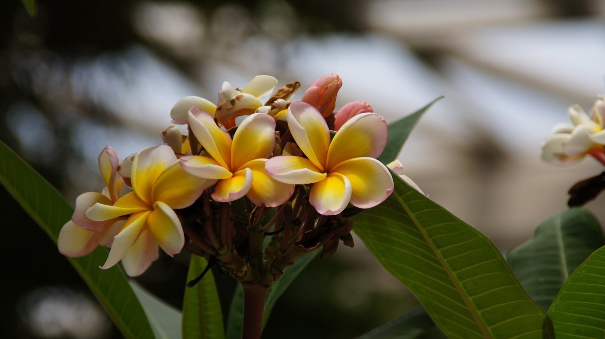 鸡蛋、芦荟、无忧、曼陀罗、龙吐珠、水鬼蕉、金苞、叶子。