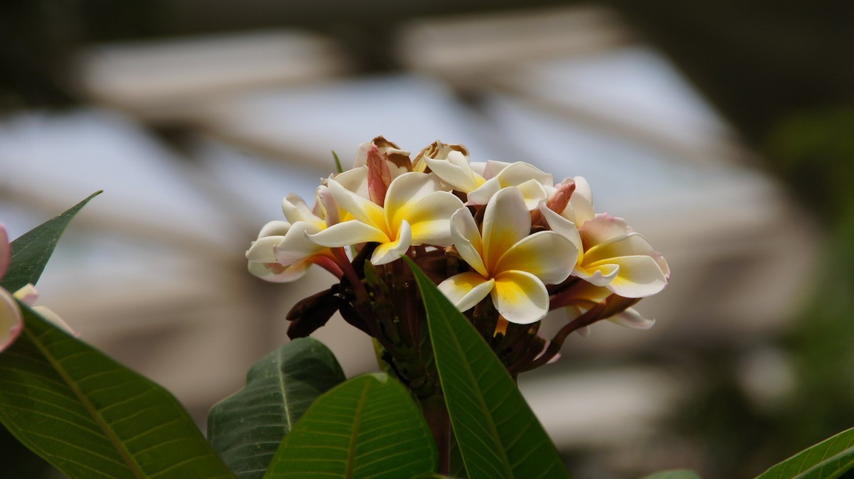 鸡蛋、芦荟、无忧、曼陀罗、龙吐珠、水鬼蕉、金苞、叶子。