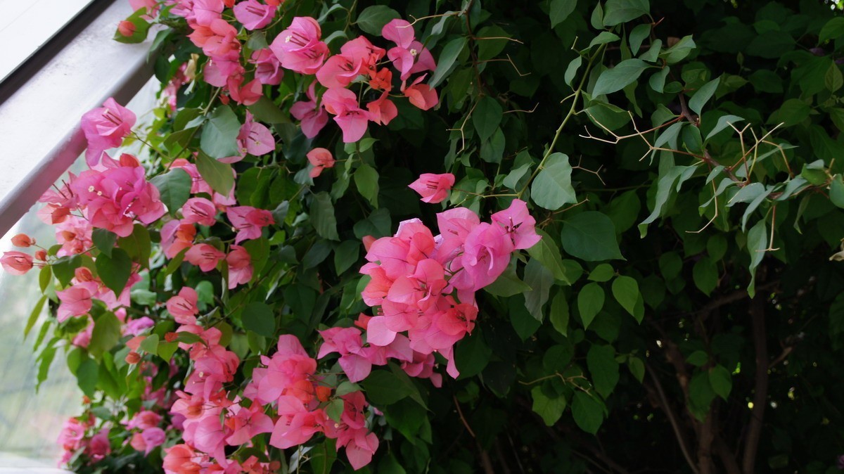 鸡蛋、芦荟、无忧、曼陀罗、龙吐珠、水鬼蕉、金苞、叶子。