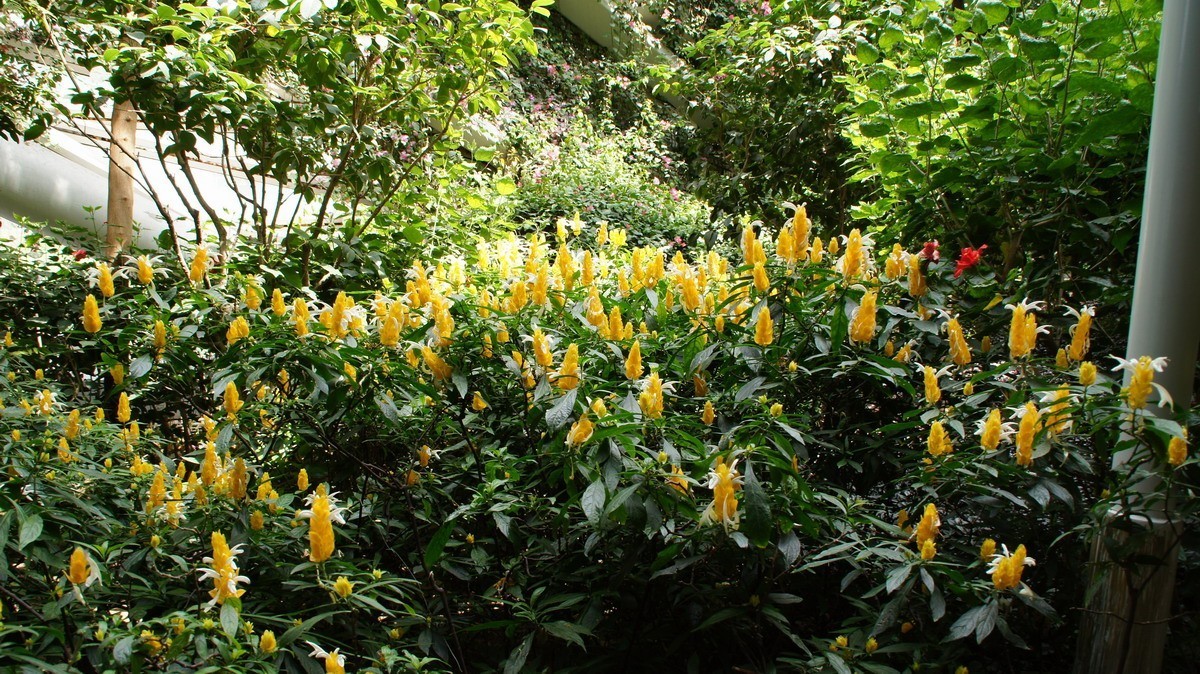 鸡蛋、芦荟、无忧、曼陀罗、龙吐珠、水鬼蕉、金苞、叶子。