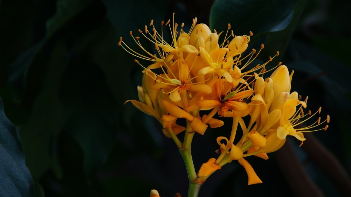 鸡蛋、芦荟、无忧、曼陀罗、龙吐珠、水鬼蕉、金苞、叶子。