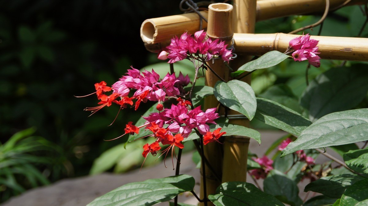 鸡蛋、芦荟、无忧、曼陀罗、龙吐珠、水鬼蕉、金苞、叶子。