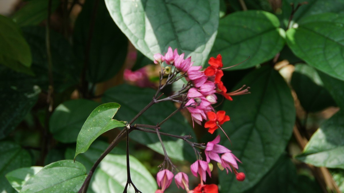 鸡蛋、芦荟、无忧、曼陀罗、龙吐珠、水鬼蕉、金苞、叶子。