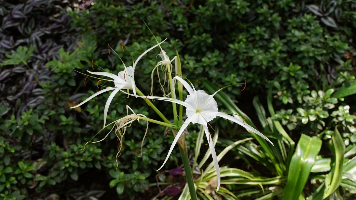 鸡蛋、芦荟、无忧、曼陀罗、龙吐珠、水鬼蕉、金苞、叶子。
