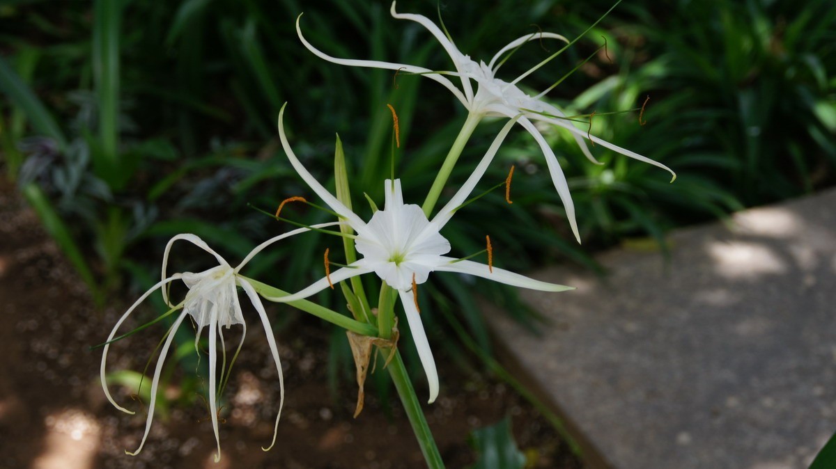 鸡蛋、芦荟、无忧、曼陀罗、龙吐珠、水鬼蕉、金苞、叶子。