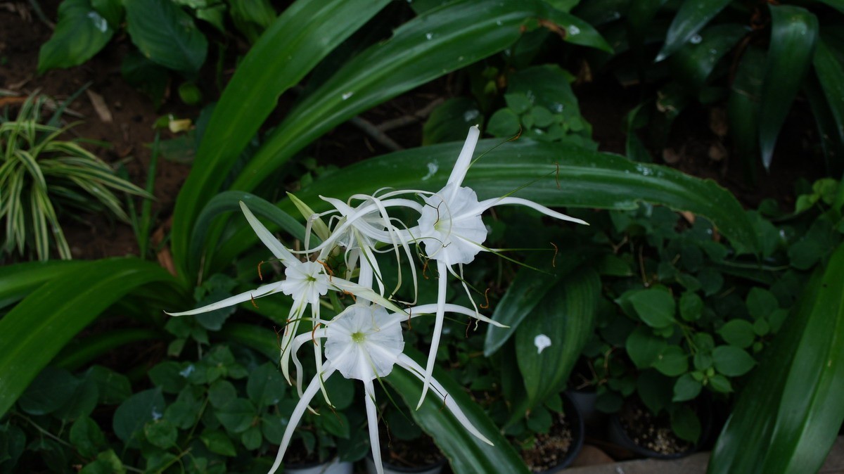 鸡蛋、芦荟、无忧、曼陀罗、龙吐珠、水鬼蕉、金苞、叶子。