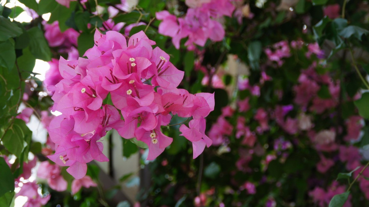 鸡蛋、芦荟、无忧、曼陀罗、龙吐珠、水鬼蕉、金苞、叶子。