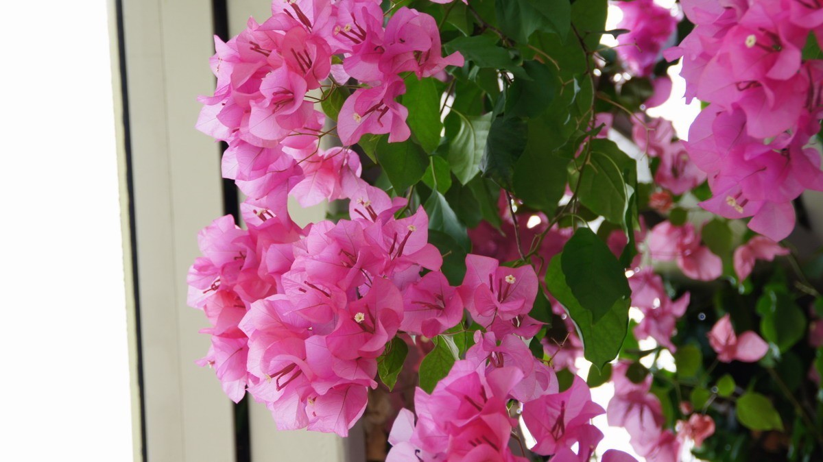 鸡蛋、芦荟、无忧、曼陀罗、龙吐珠、水鬼蕉、金苞、叶子。