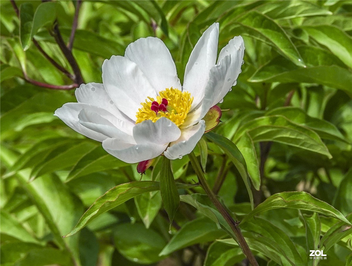 白芍花