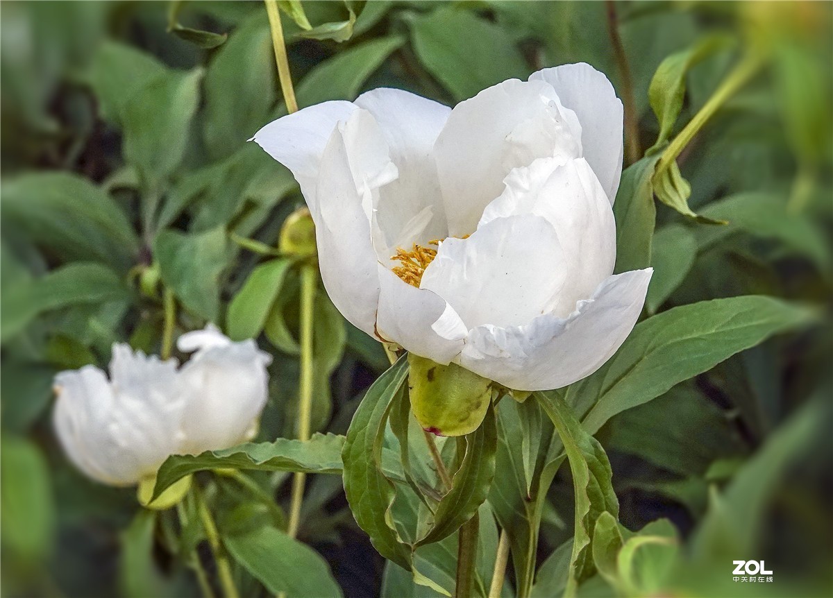 白芍花