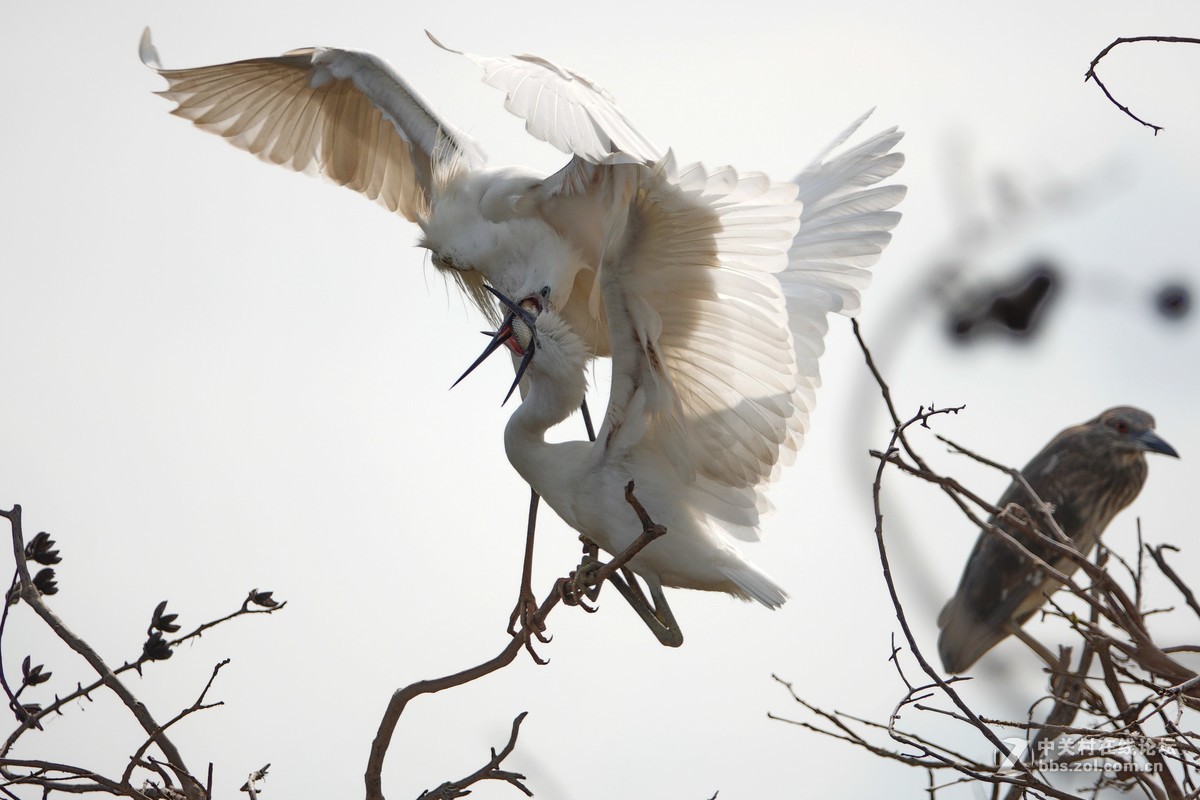 大白鹭成功给小白鹭喂食