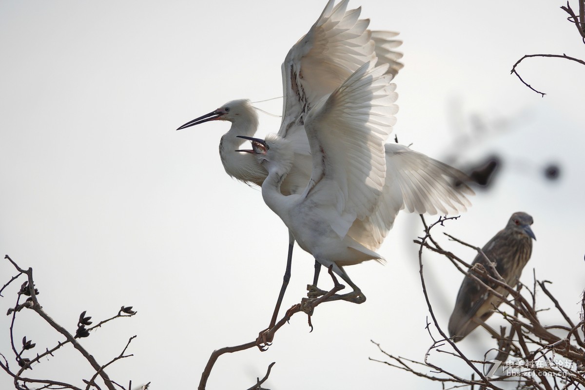 大白鹭成功给小白鹭喂食