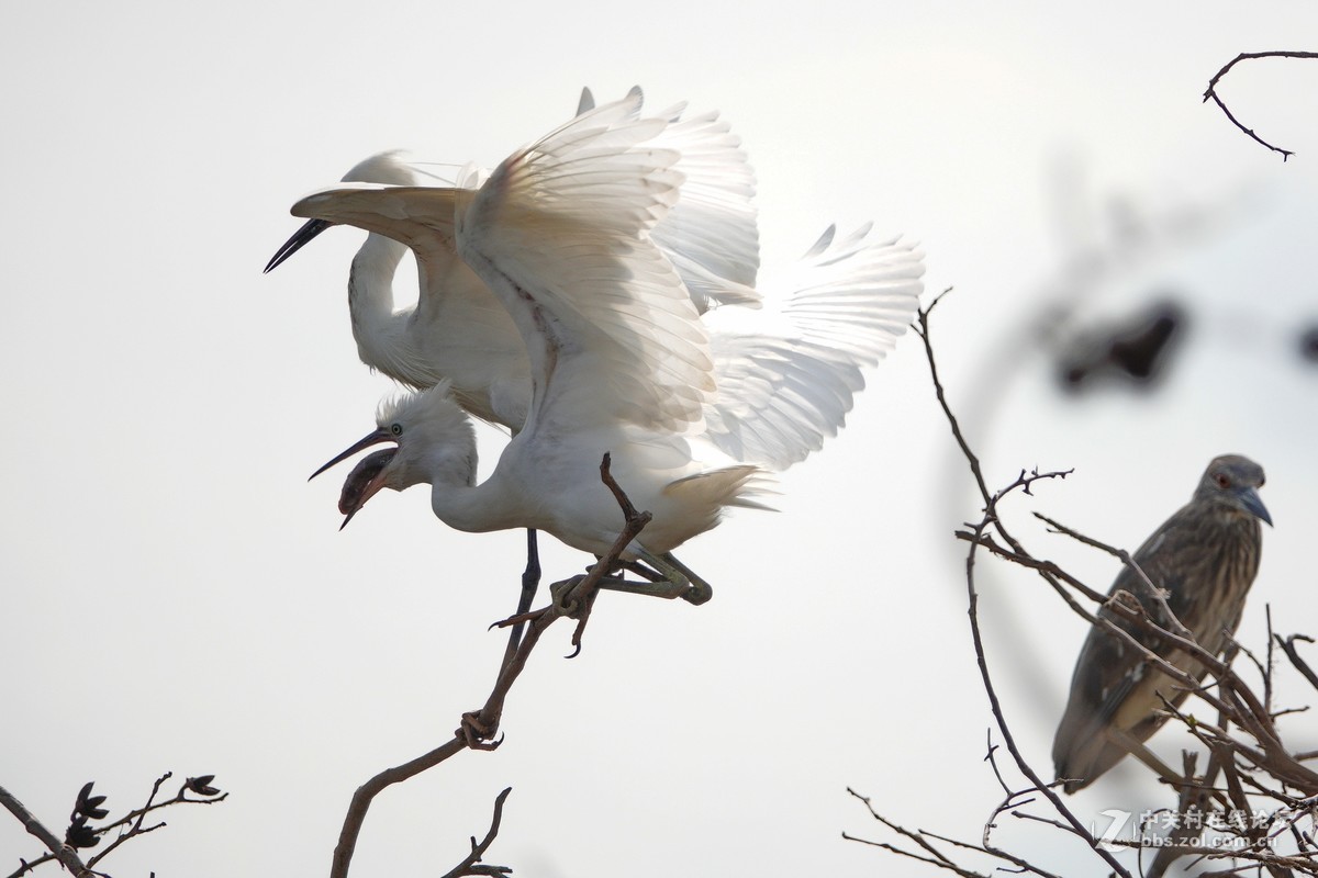 大白鹭成功给小白鹭喂食
