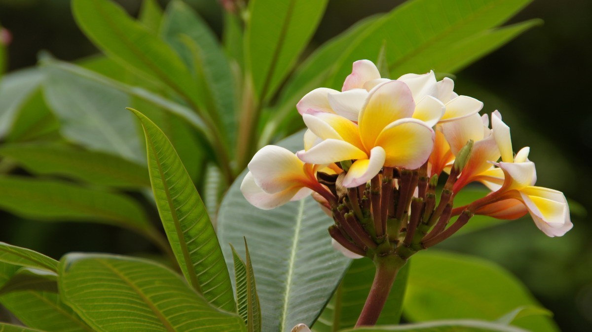 鸡蛋、芦荟、无忧、曼陀罗、龙吐珠、水鬼蕉、金苞、叶子。