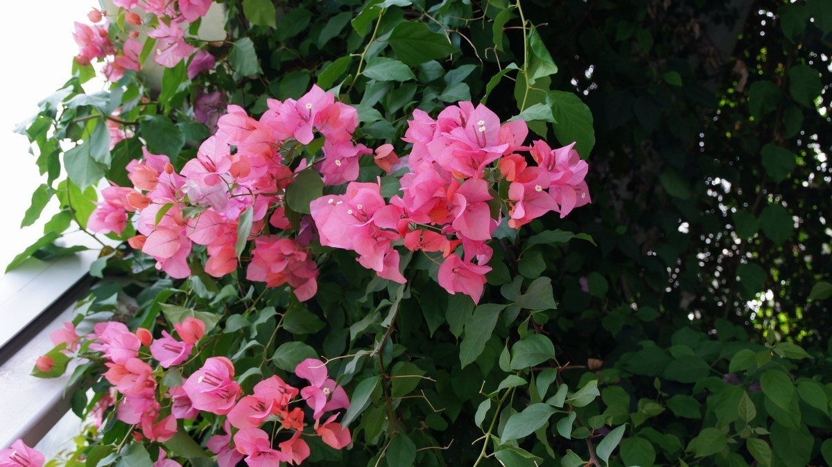 鸡蛋、芦荟、无忧、曼陀罗、龙吐珠、水鬼蕉、金苞、叶子。