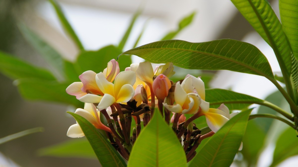 鸡蛋、芦荟、无忧、曼陀罗、龙吐珠、水鬼蕉、金苞、叶子。