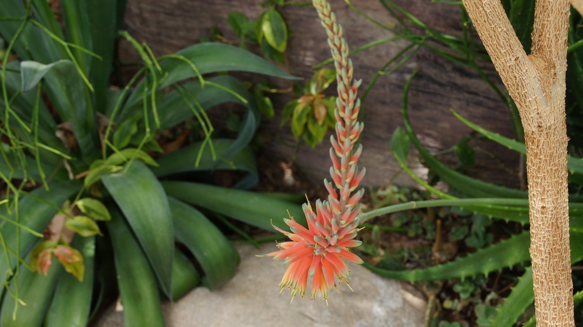 鸡蛋、芦荟、无忧、曼陀罗、龙吐珠、水鬼蕉、金苞、叶子。