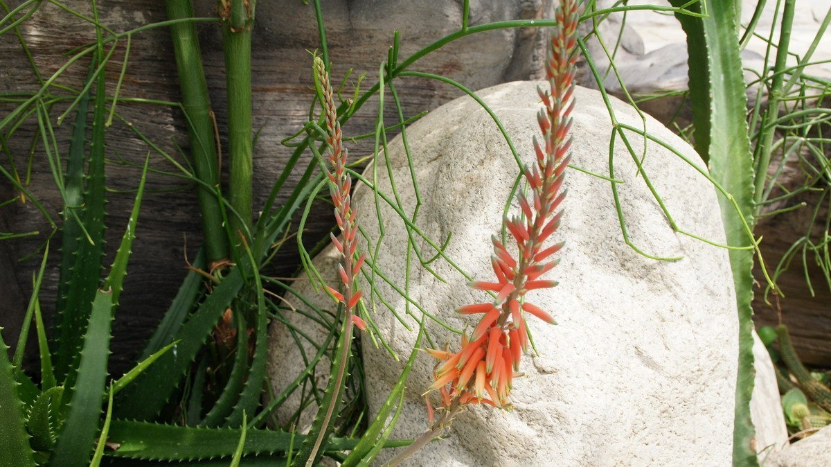 鸡蛋、芦荟、无忧、曼陀罗、龙吐珠、水鬼蕉、金苞、叶子。