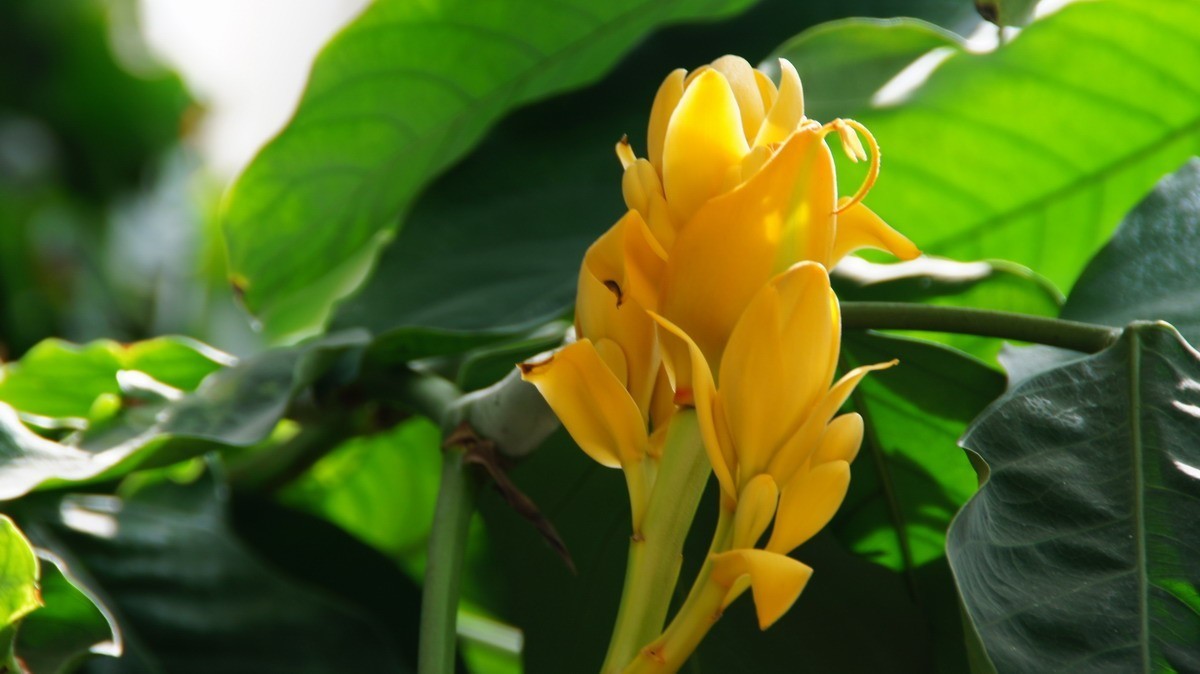 鸡蛋、芦荟、无忧、曼陀罗、龙吐珠、水鬼蕉、金苞、叶子。