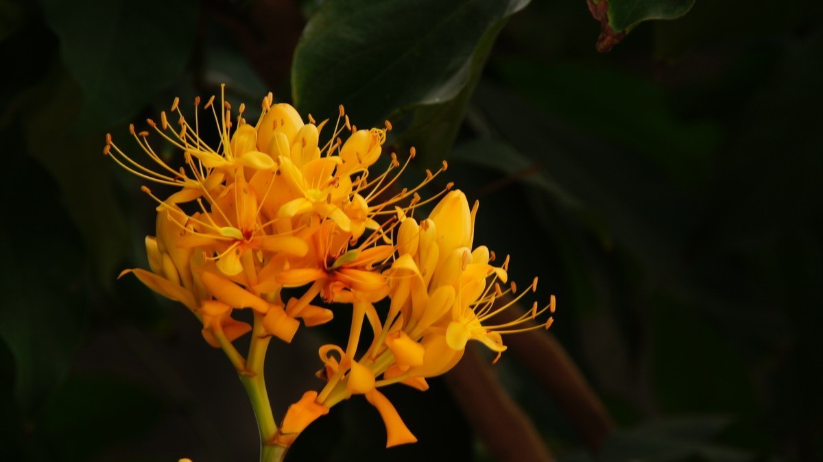 鸡蛋、芦荟、无忧、曼陀罗、龙吐珠、水鬼蕉、金苞、叶子。