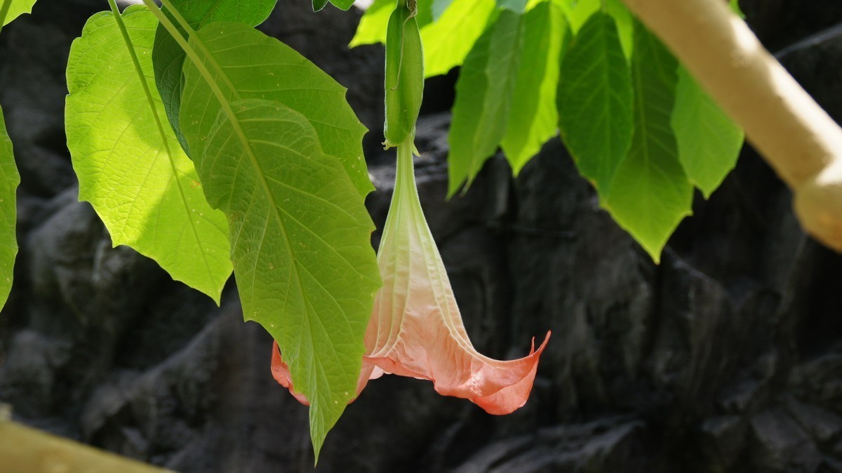 鸡蛋、芦荟、无忧、曼陀罗、龙吐珠、水鬼蕉、金苞、叶子。