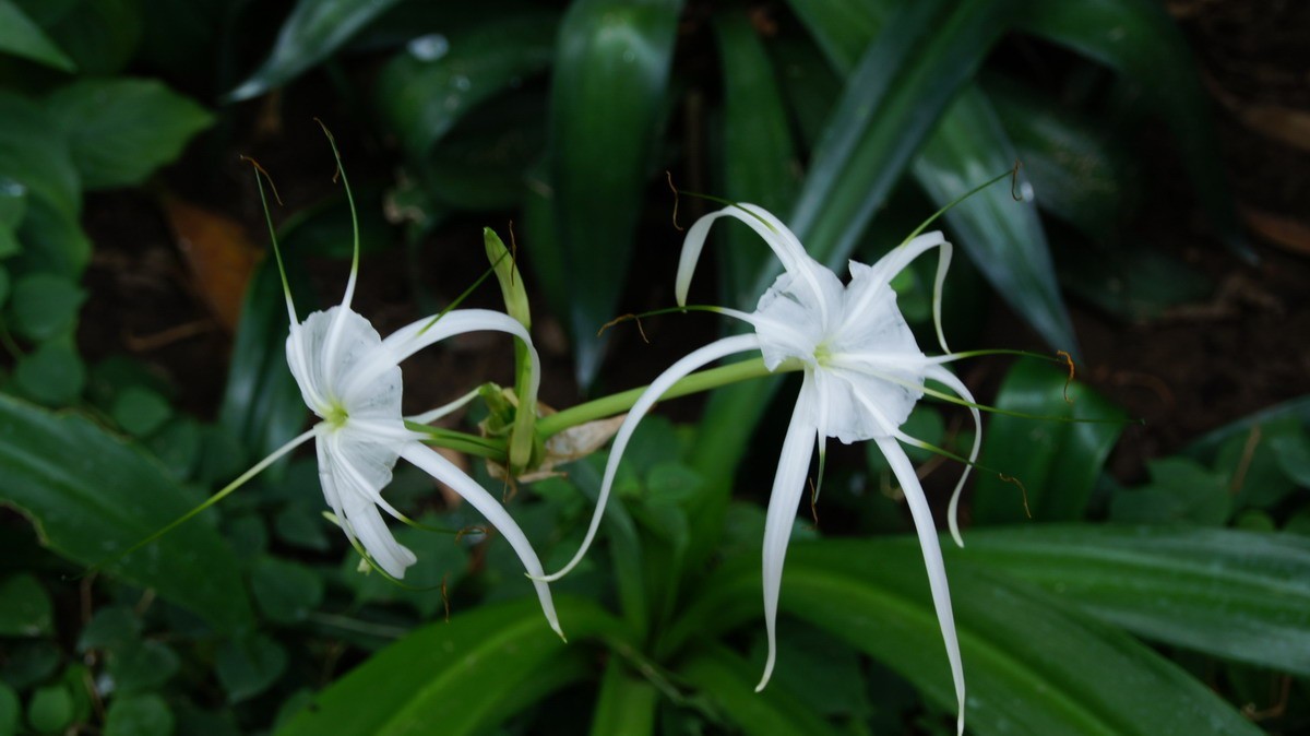 鸡蛋、芦荟、无忧、曼陀罗、龙吐珠、水鬼蕉、金苞、叶子。