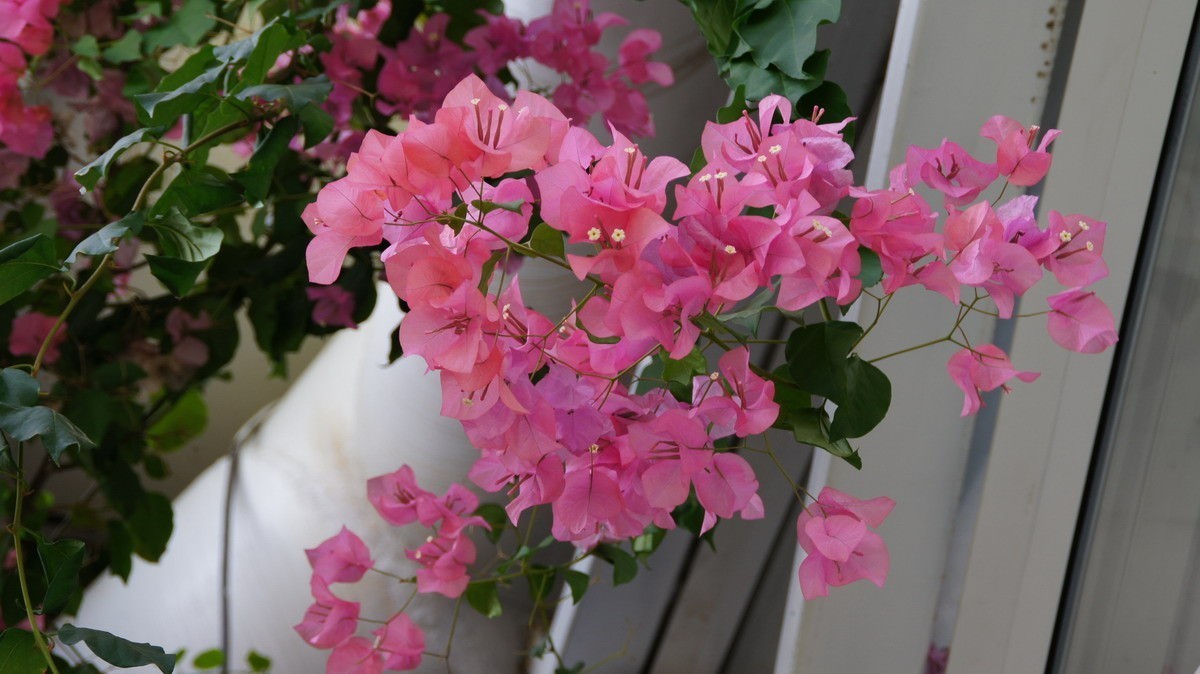 鸡蛋、芦荟、无忧、曼陀罗、龙吐珠、水鬼蕉、金苞、叶子。