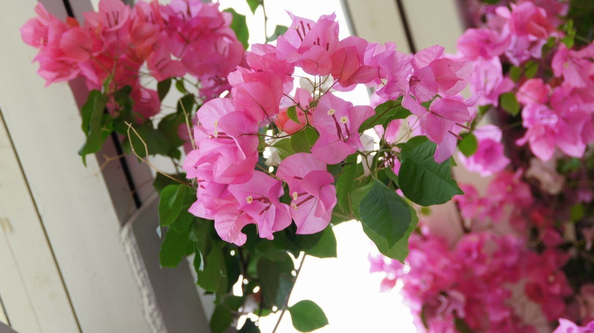 鸡蛋、芦荟、无忧、曼陀罗、龙吐珠、水鬼蕉、金苞、叶子。