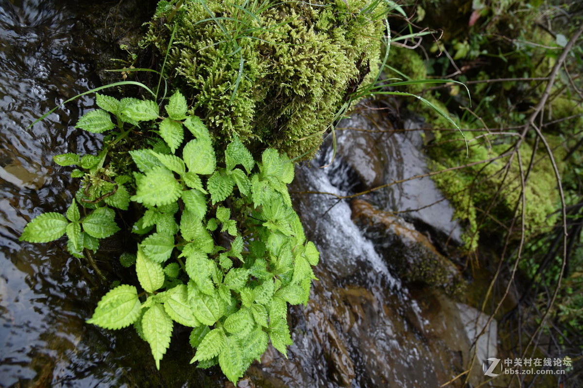 途乐深山-D750拍摄微信压缩图（山）