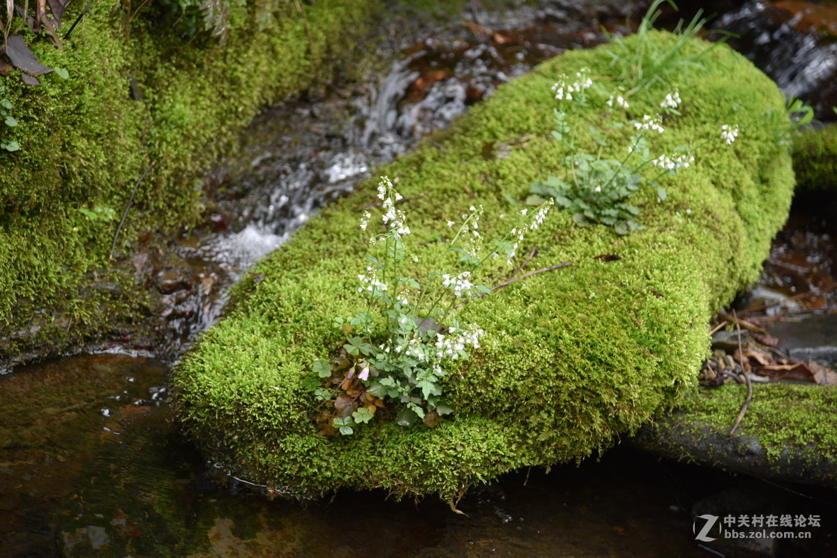 途乐深山-D750拍摄微信压缩图（山）